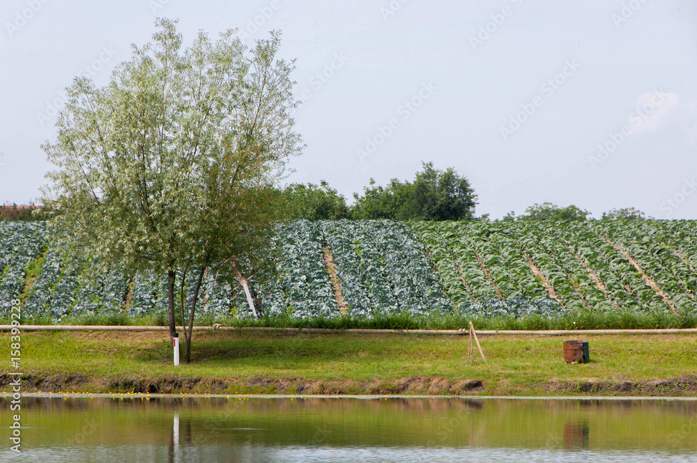 Obraz premium Field with cabbage