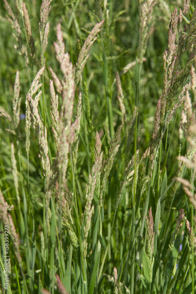 Grass blooming in a meadow in spring Grass blooming in a meadow in spring