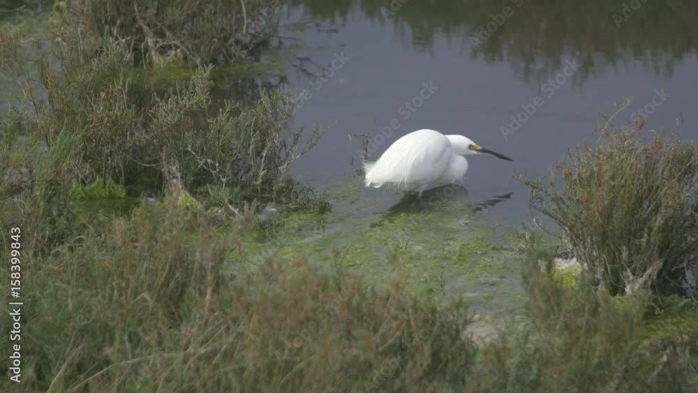 Snowy Egret feeding fishing Snowy Egret feeding fishing
