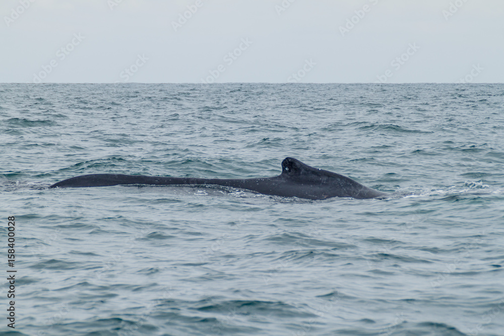 Fototapeta premium Humpback whale in Machalilla National Park, Ecuador