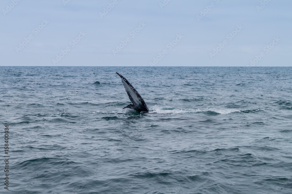 Humpback whale in Machalilla National Park, Ecuador Humpback whale in Machalilla National Park, Ecuador