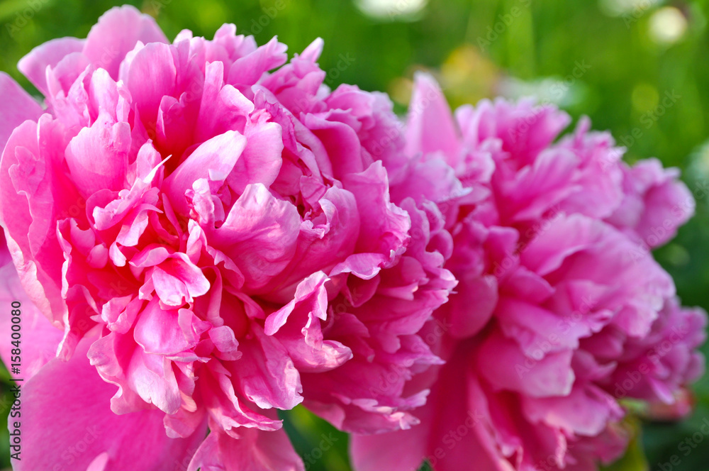 Revealed bud of peony close-up