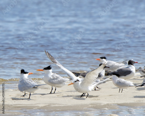 Caspian terns and laughing gulls on a sandbar