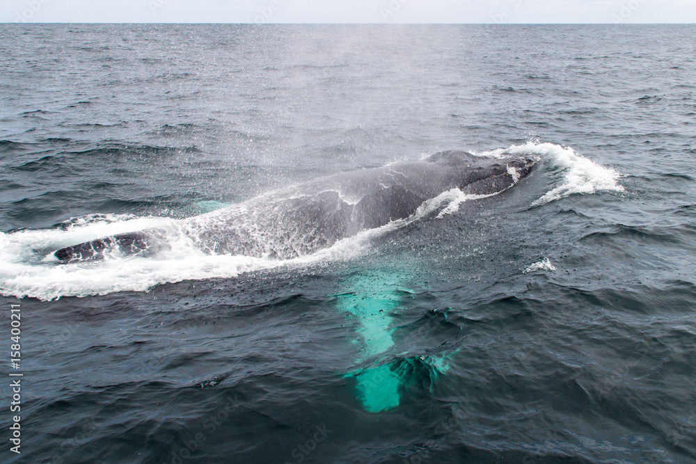 Fototapeta premium Humpback whale (Megaptera novaeangliae) in Machalilla National Park, Ecuador