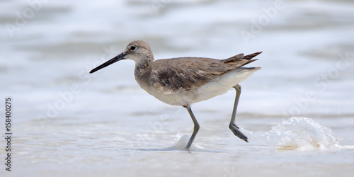 Willet walking in the surf