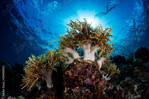 Light, Soft Corals, and Snorkeler in Indonesia