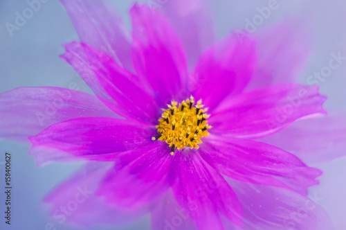 The gentle pink cosmos closeup. A beautiful cosmos flower.