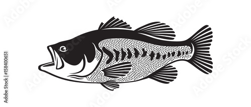 bass fish