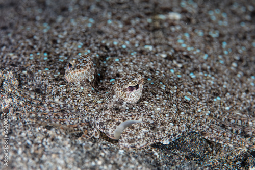 Peacock Flounder Camouflaged in Sand