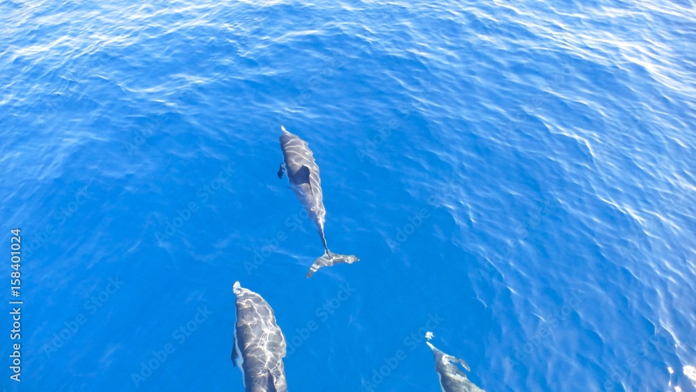 dolphins swimming near surface