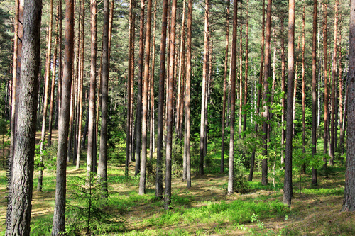 Fototapeta Naklejka Na Ścianę i Meble -  Pine forest