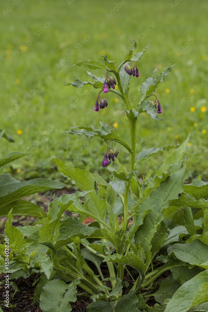 Common comfrey (Symphytum officinale) Common comfrey (Symphytum officinale)