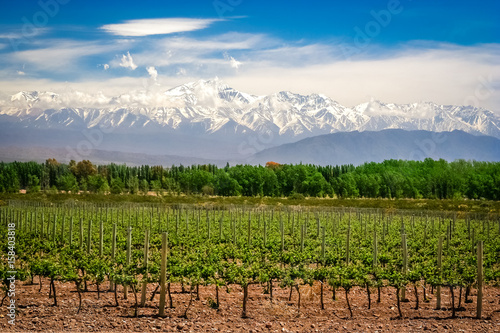 Vineyard near Mendoza photo