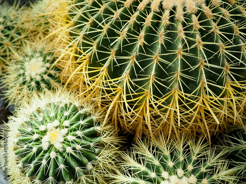 Closeup of Golden Barrel Cactus  Echinocactus grusonii 