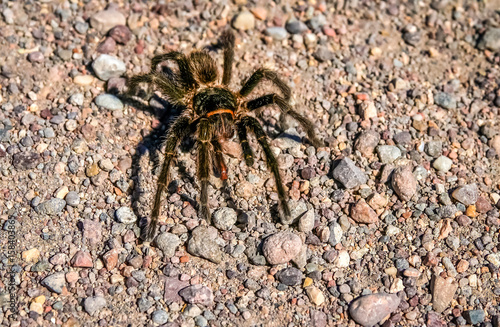 Hairy Patagonian Spider
