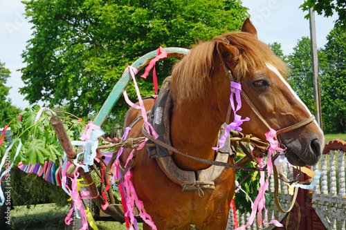 Dressed horse pulled into a cart. Pentecost, Christian and pagan holiday.