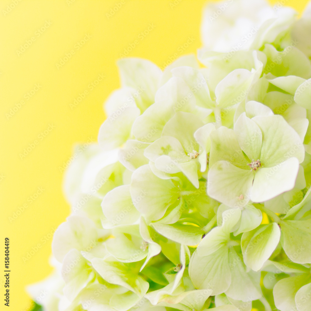 Hydrangea flowers on the background
