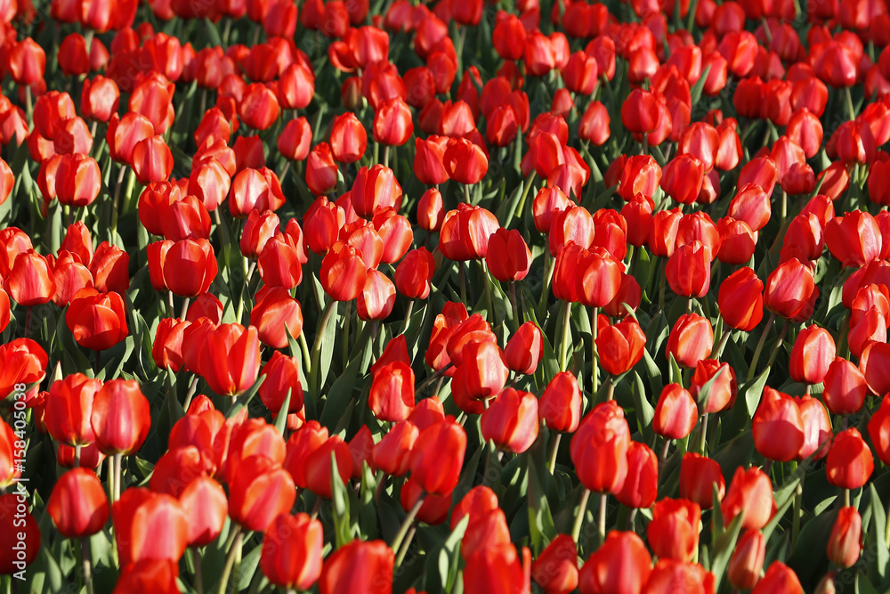 Fototapeta premium Beautiful red tulips