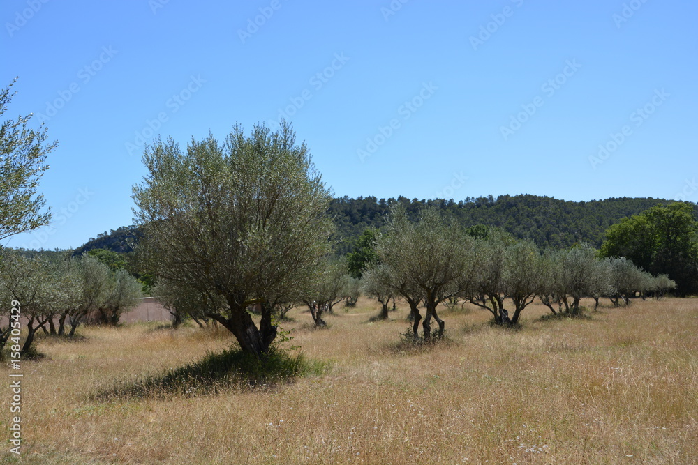 Oliviers en Provence Oliviers en Provence