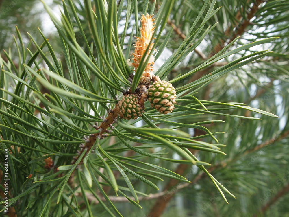 pine pine