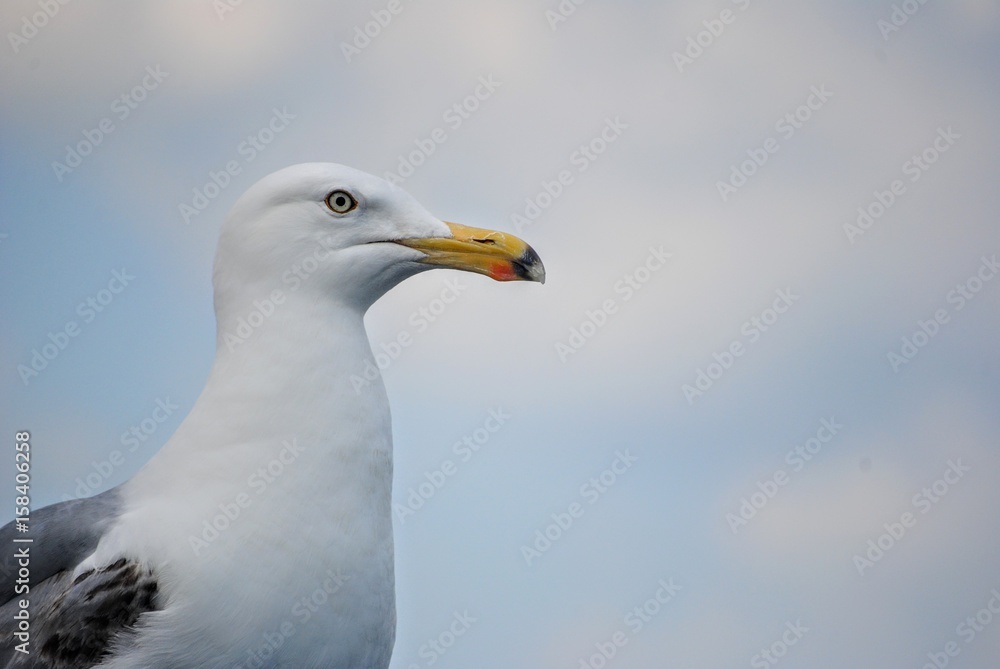 Up close seagull in marina harbor Up close seagull in marina harbor