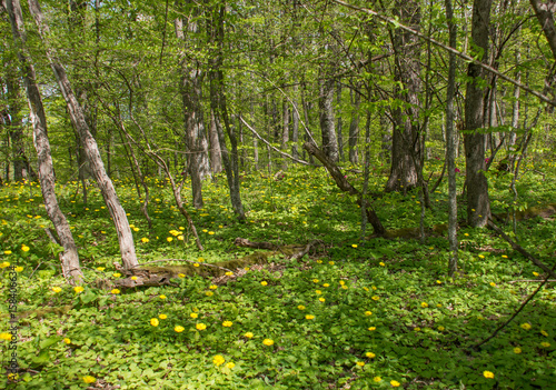 Fototapeta Naklejka Na Ścianę i Meble -  Forest landscape. Meadow with flowers and trees. Selective focus.