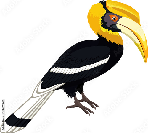 vector yellow billed hornbill, great hornbill isolated