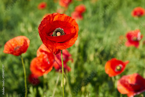 Fototapeta Naklejka Na Ścianę i Meble -  Mohnblumen auf einem Feld im Frühling