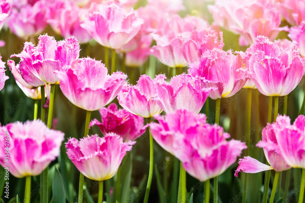 Colorful spring pink tulip flowers with sunlight as a background Colorful spring pink tulip flowers with sunlight as a background