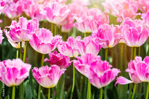 Colorful spring pink tulip flowers with sunlight as a background