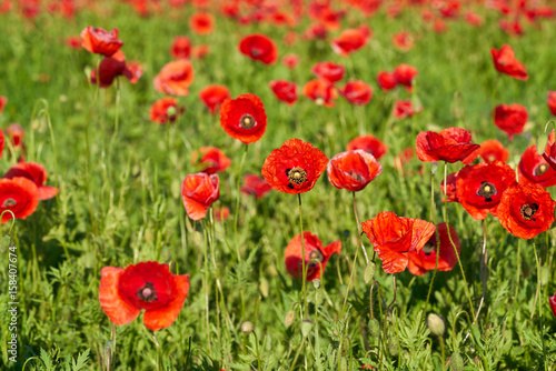 Mohnblumen auf einem Feld im Fr  hling