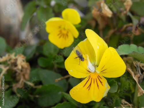 fly on a yellow pansy