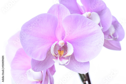 Violette Orchidee isoliert vor wei  em Hintergrund