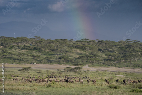 Rainbow and Wildebeest Herd, Serengeti