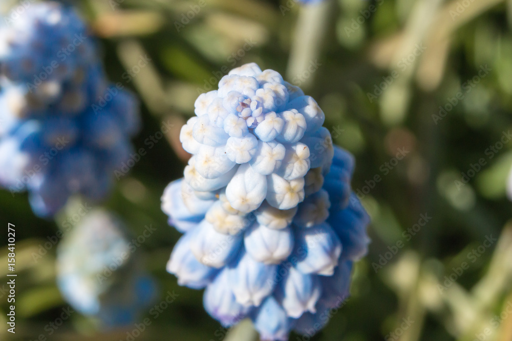 Muscari flowers Blue Magic aucheri macro view. Muscari flowers Blue Magic aucheri macro view.
