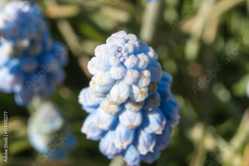 Muscari flowers Blue Magic aucheri macro view.