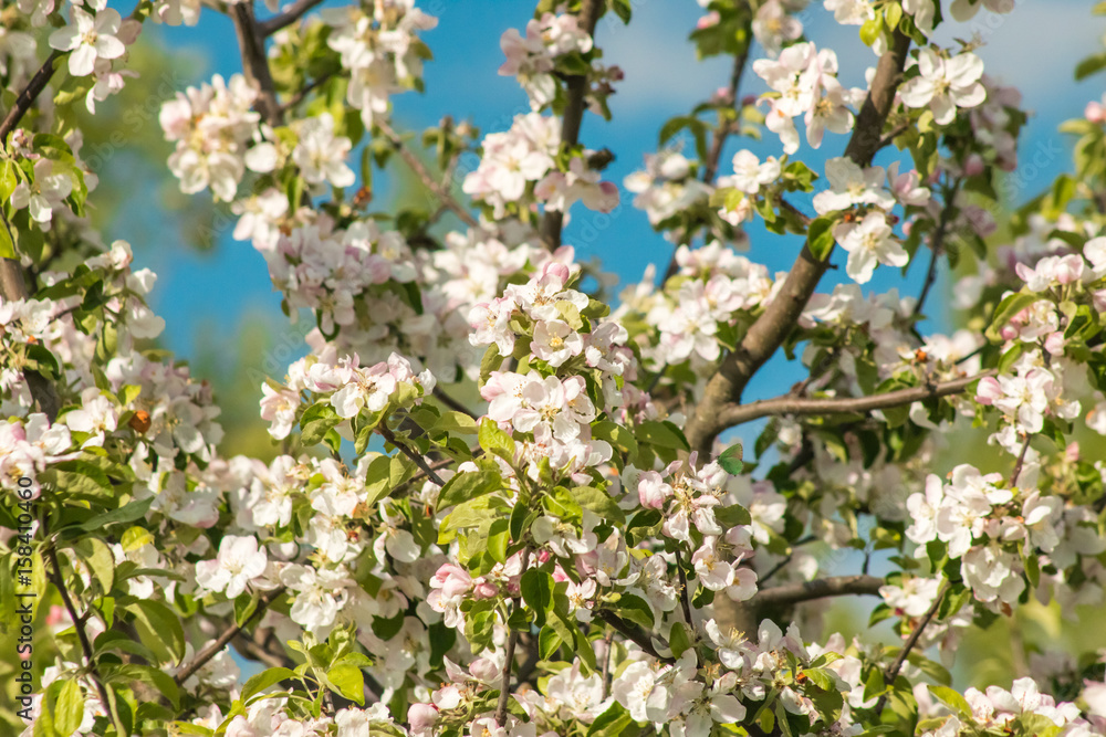 Flowers of an apple tree on a background of blue sky macro close.