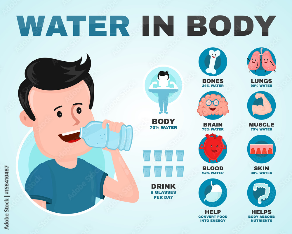 Water in body infographic. Young man drink water. Vector flat modern style  illustration character icon design. Isolated on white background. Healthy  care, body balance, anatomy concept Stock Vector | Adobe Stock