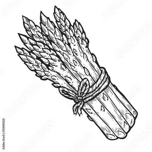 Asparagus vegetable green Vector hand drawn vector illustration. Fresh organic vegetable, vegetarian food in engraved style. Detailed food drawing. For label, poster, print. isolated on white