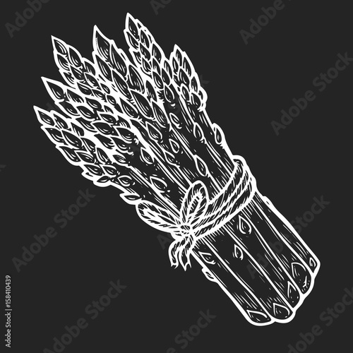 Asparagus vegetable green Vector hand drawn vector illustration. Fresh organic vegetable, vegetarian food in engraved style. Detailed food drawing. For label, poster, print. isolated on black