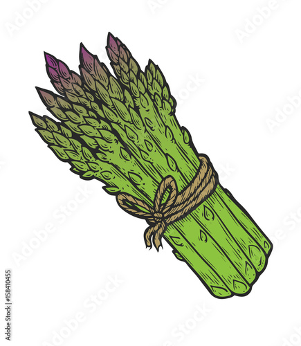 Asparagus vegetable green Vector hand drawn vector illustration. Fresh organic vegetable, vegetarian food in engraved style. Detailed food drawing. For label, poster, print. isolated on white
