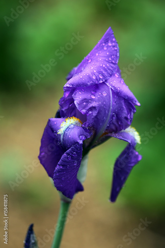 Fototapeta Naklejka Na Ścianę i Meble -  Deutsche Schwertlilie (Iris germanica)
