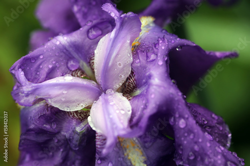 Fototapeta Naklejka Na Ścianę i Meble -  Deutsche Schwertlilie (Iris germanica)