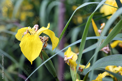 Fototapeta Naklejka Na Ścianę i Meble -  Gelbe Schwertlilie (Iris pseudacorus), Wasserschwertlilie