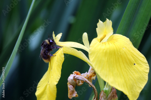Fototapeta Naklejka Na Ścianę i Meble -  Gelbe Schwertlilie (Iris pseudacorus), Wasserschwertlilie