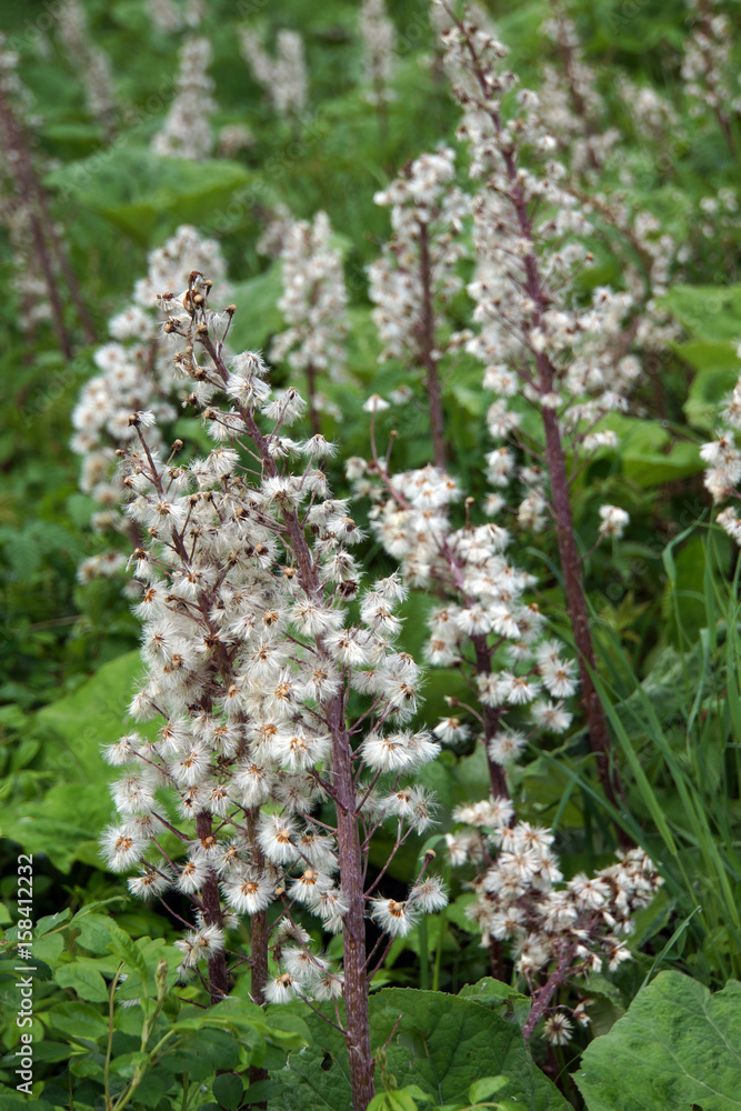 Fruchtstand der Gewöhnliche Pestwurz (Petasites hybridus) Fruchtstand der Gewöhnliche Pestwurz (Petasites hybridus)