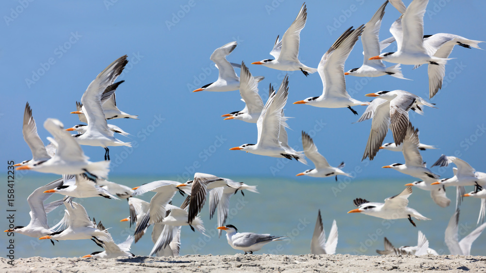 Flock of royal terns (Thalasseus maximus) on a beach