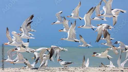 Flock of royal terns (Thalasseus maximus) on a beach