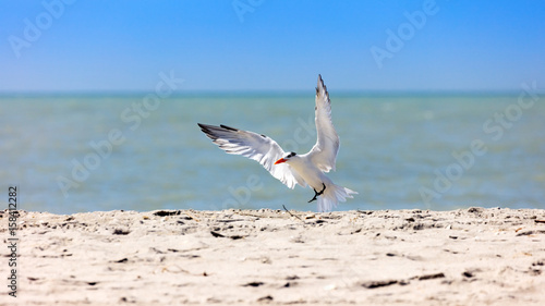 Royal tern (Thalasseus maximus) landing on beach, Florida