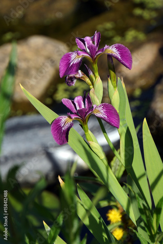 Fototapeta Naklejka Na Ścianę i Meble -  Schwertlilie (Iris spec.)